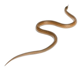 Smooth snake, Coronella austriaca, in front of white background