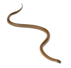 Smooth snake, Coronella austriaca, in front of white background