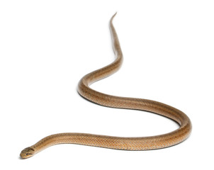 Smooth snake, Coronella austriaca, in front of white background