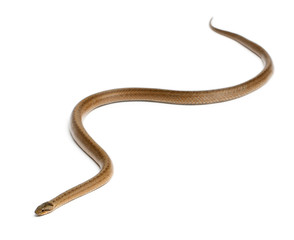 Smooth snake, Coronella austriaca, in front of white background