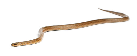 Smooth snake, Coronella austriaca, in front of white background