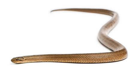 Smooth snake, Coronella austriaca, in front of white background
