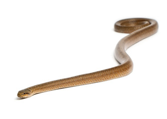 Fototapeta premium Smooth snake, Coronella austriaca, in front of white background