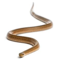 Smooth snake, Coronella austriaca, in front of white background