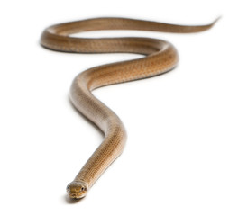 Smooth snake, Coronella austriaca, in front of white background