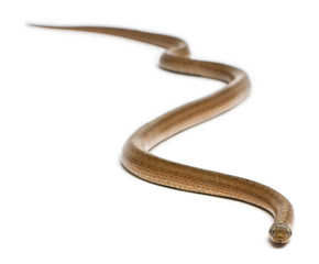Smooth snake, Coronella austriaca, in front of white background
