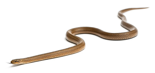 Fototapeta premium Smooth snake, Coronella austriaca, in front of white background