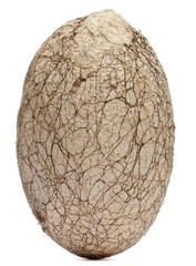 Obraz premium Cocoon of a South India Small Tussore, Antheraea paphia