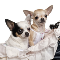 Close-up of Chihuahuas, 1 year old, in baby stroller