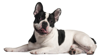 French Bulldog, 8 months old, lying