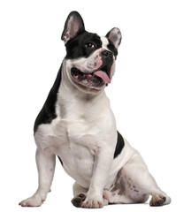 French Bulldog, 8 months old, sitting