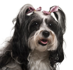 Close-up of Havanese, 3 years old, in front of white background