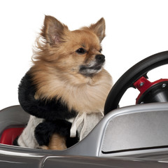 Close-up of Chihuahua driving convertible in front of white back
