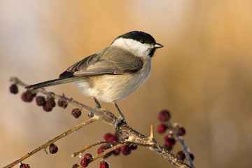 Willow Tit (Poecile montanus)