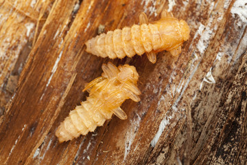 chrysalis