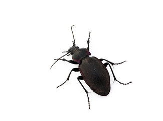 Ground beetle