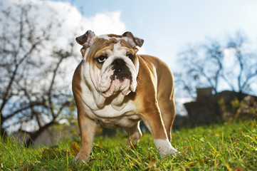 English bulldog puppy