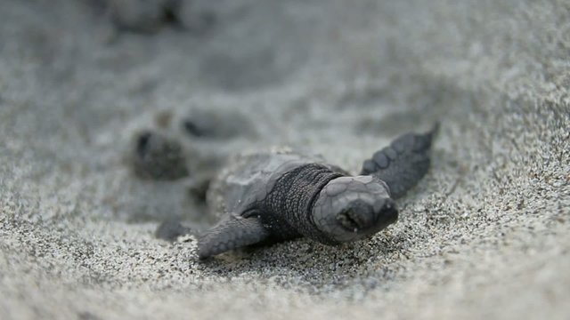 Turtle coming out from sand