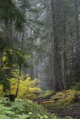  Path through the foggy forest © Leah McDaniel