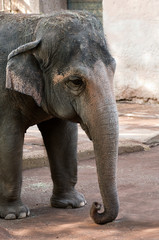 old elefant in captivity