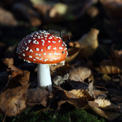 fly agaric