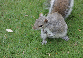 Obraz premium The Lookout