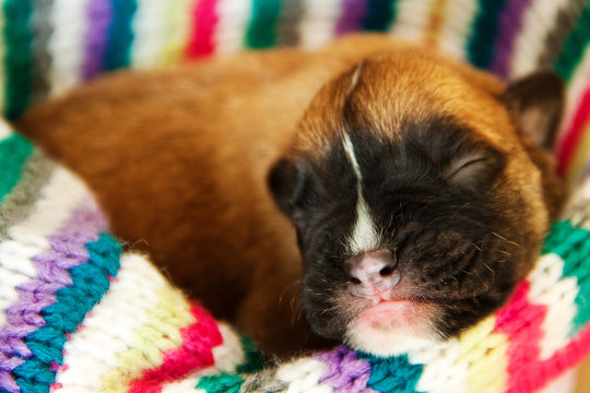 Newborn puppy sleeping