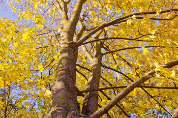 Maple trunk and yellow leaves in autumn.