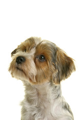 Biewer Yorkshire Terrier, Kopfportrait, freigestellt