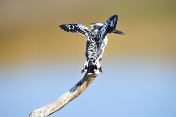 Pied Kingfisher (Ceryle rudis) at lake Maagan Michael, Israel