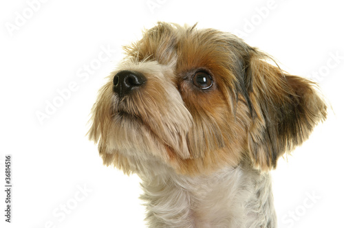 "Biewer Yorkshire Terrier, Hund, Rassehund, freigestellt, Studio" Stock