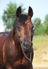 Obraz premium portrait of nice bay horse