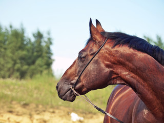 portrait of nice bay horse