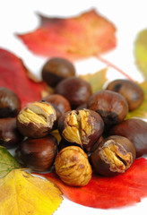 Autunno -  Fall
