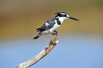 Pied Kingfisher (Ceryle rudis) at lake Maagan Michael, Israel