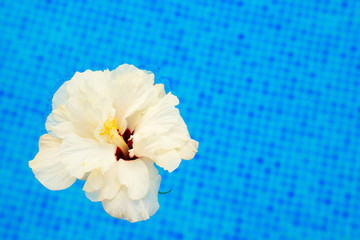 white multipetal hibiscus in cool water of tiled pool