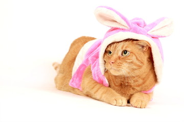 cat in bunny costume