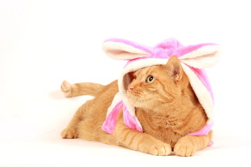 cat in bunny costume