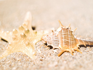 Fototapeta na wymiar Two clam in the sand
