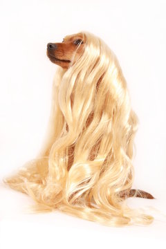 dog with wig