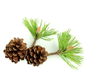 Pine cones and  branch on white