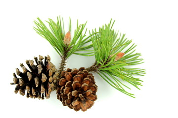 Pine branch and cones