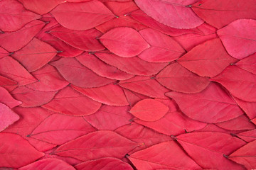 Background of Red Leaves