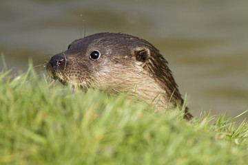 Head of an otter