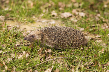 Hedgehog on grass