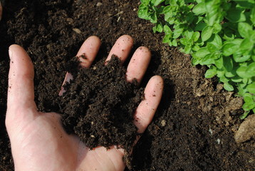 Man hand with soil in the garden