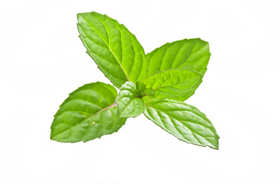 mint leaves on the white