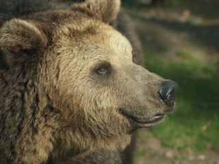 niedźwiedź brunatny