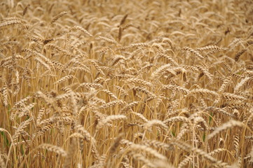 Rye field