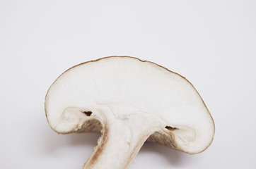 Fototapeta premium しいたけ